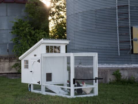 chicken tractor thumbnail